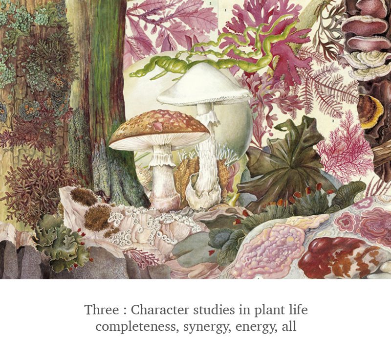 Three - Plant Life - Scissor Snaps